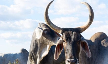 Zebu