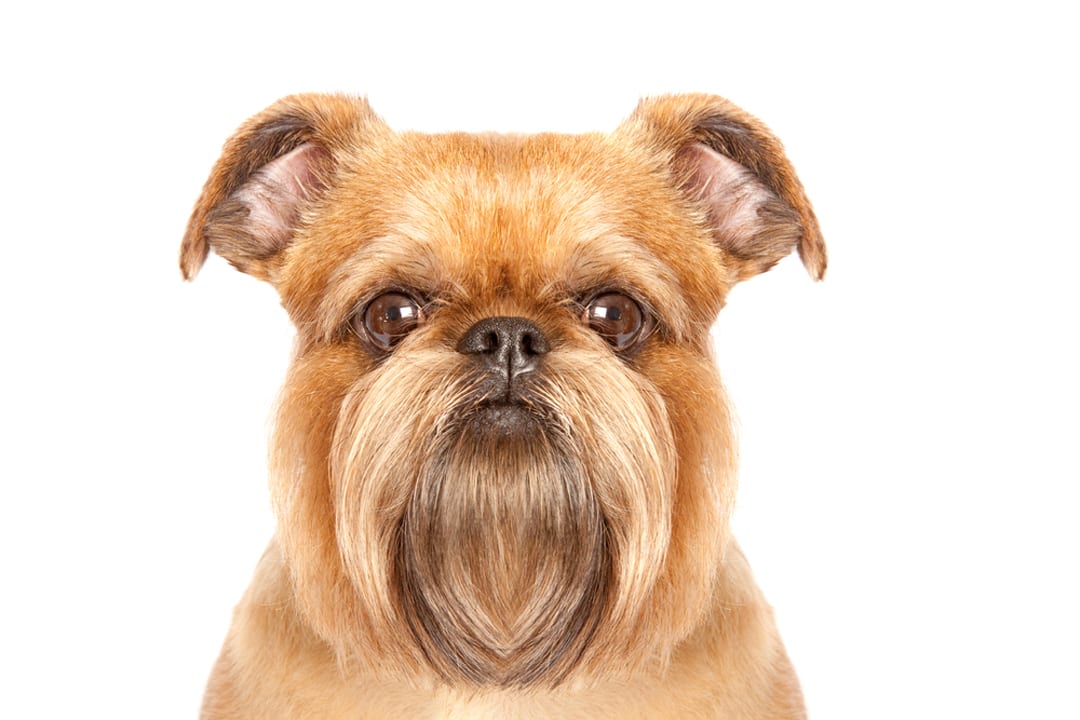 Brussels Griffon Facts Critterfacts