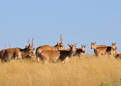 group of Critically endangered wild Saiga antelopes (Saiga tatarica) in steppe