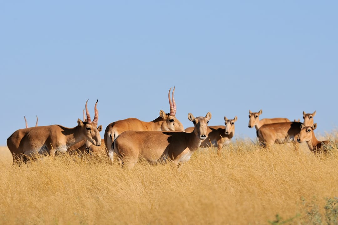 Saiga Antelope Facts CRITTERFACTS