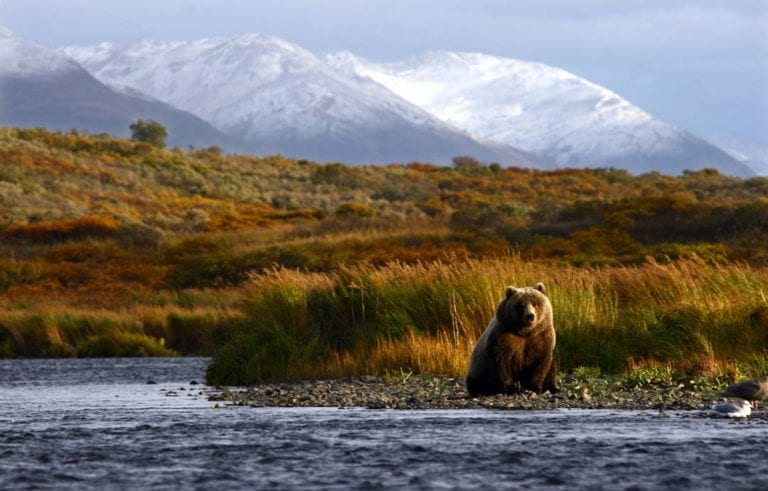 Kodiak Bear Facts Critterfacts