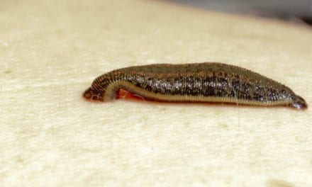 Leech