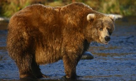 KODIAK BEAR