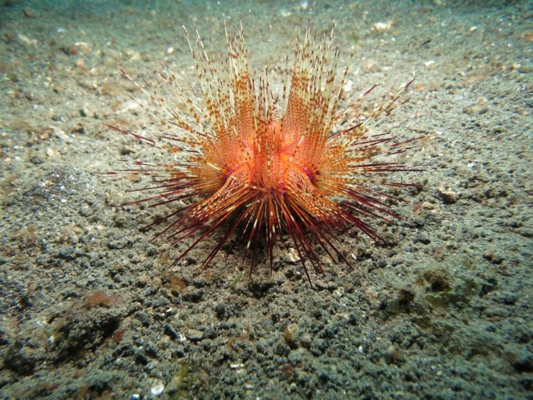 Sea Urchin Facts | CRITTERFACTS