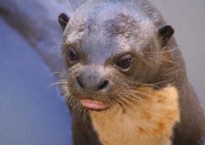 portrait of a giant river otter (Pteronura brasiliensis) with its teeth