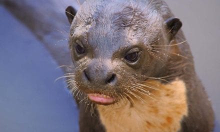 GIANT RIVER OTTER