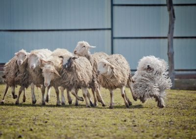 puli dog outdoors Guards Sheep