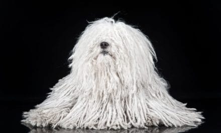 Puli