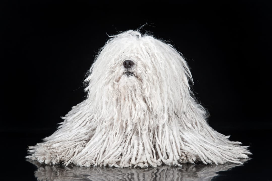 where did the hungarian puli originate