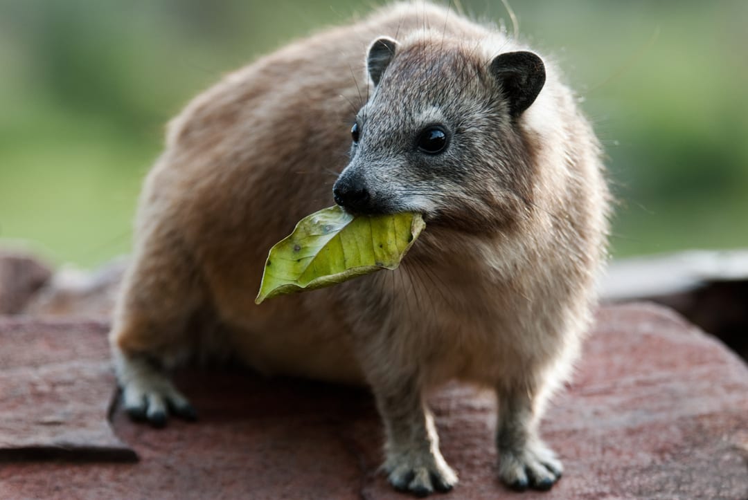 Rock Hyrax Facts | CRITTERFACTS