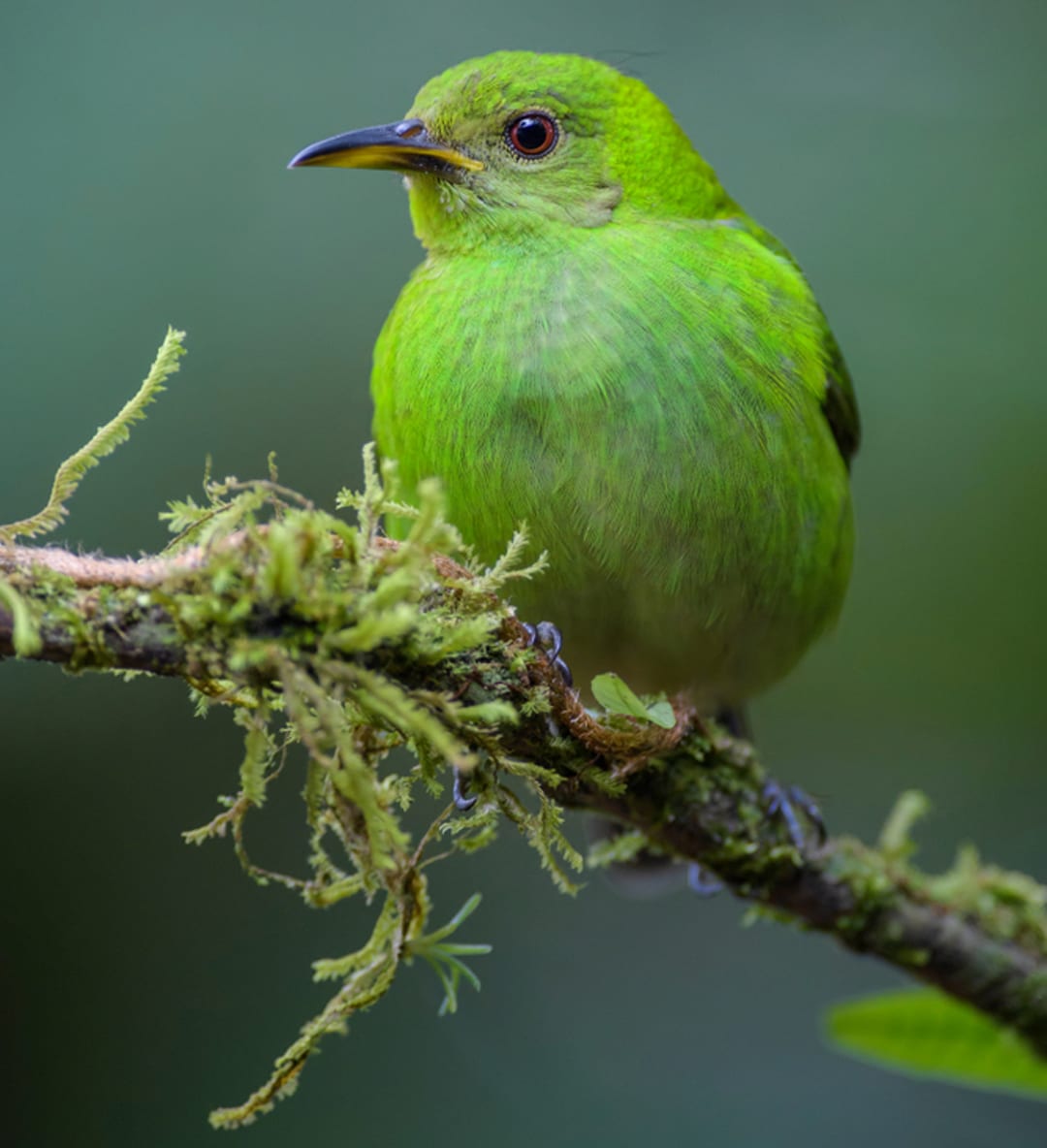 Green Honeycreeper | CRITTERFACTS