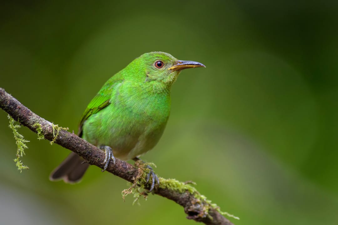 Green Honeycreeper | CRITTERFACTS