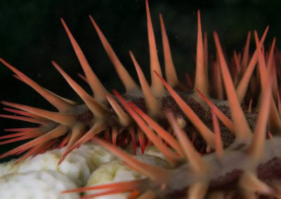 Crown-of-Thorns Starfish | CRITTERFACTS