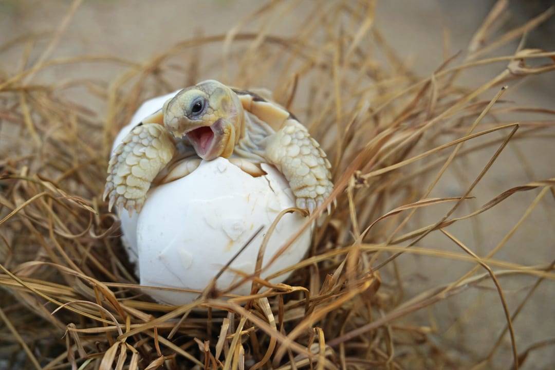 Sulcata Tortoise | CRITTERFACTS