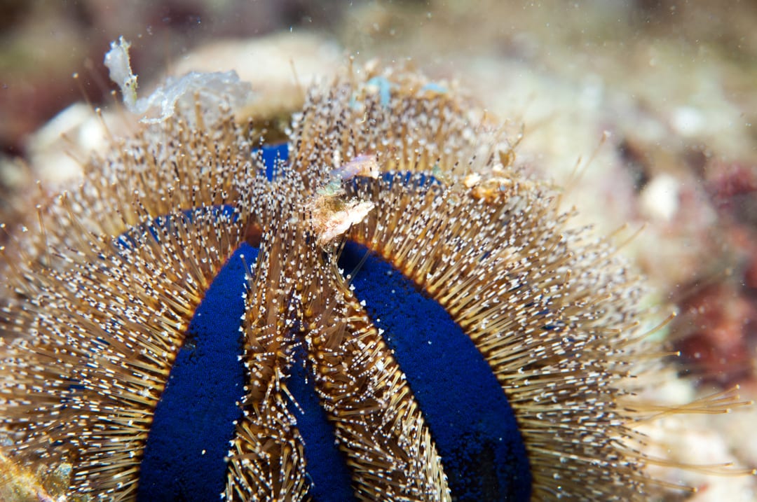 sea-urchin-critterfacts