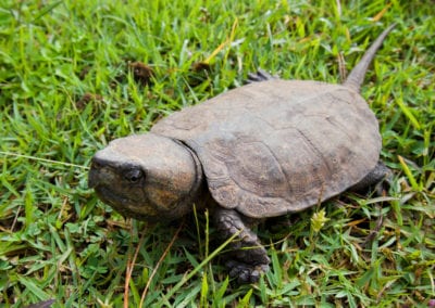 Big-Headed Turtle | CRITTERFACTS