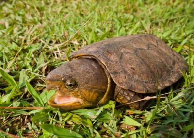 Big-Headed Turtle | CRITTERFACTS