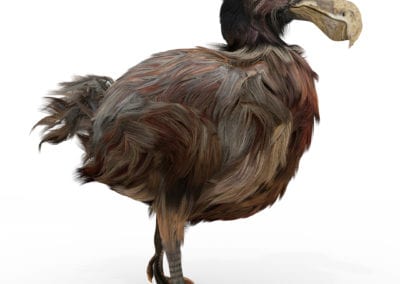 dodo bird clone
