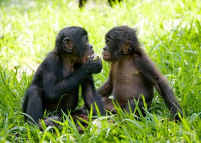 Bonobo | CRITTERFACTS