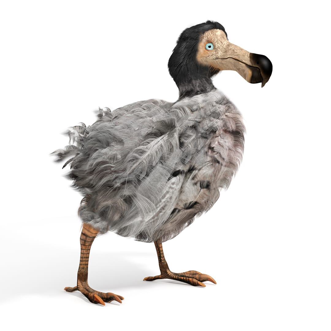 dodo birds