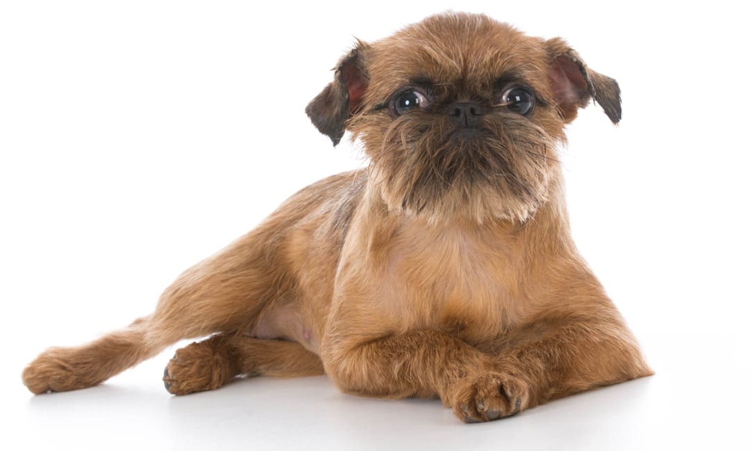 brussels griffon stuffed animal