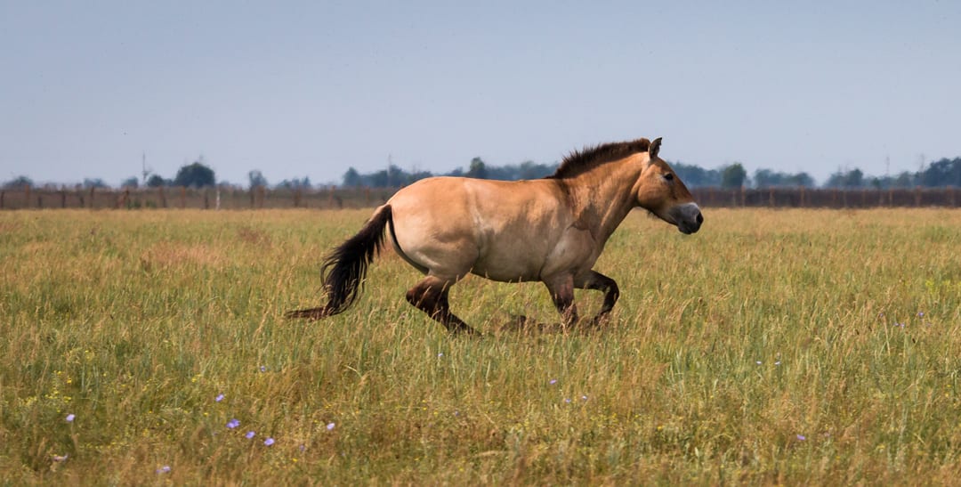 Przewalski’s Horse | CRITTERFACTS