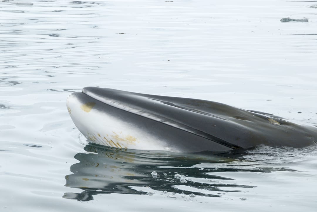 Antarctic Minke Whale | CRITTERFACTS