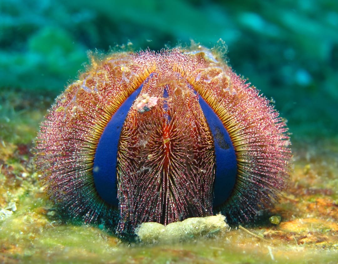 sea-urchin-critterfacts