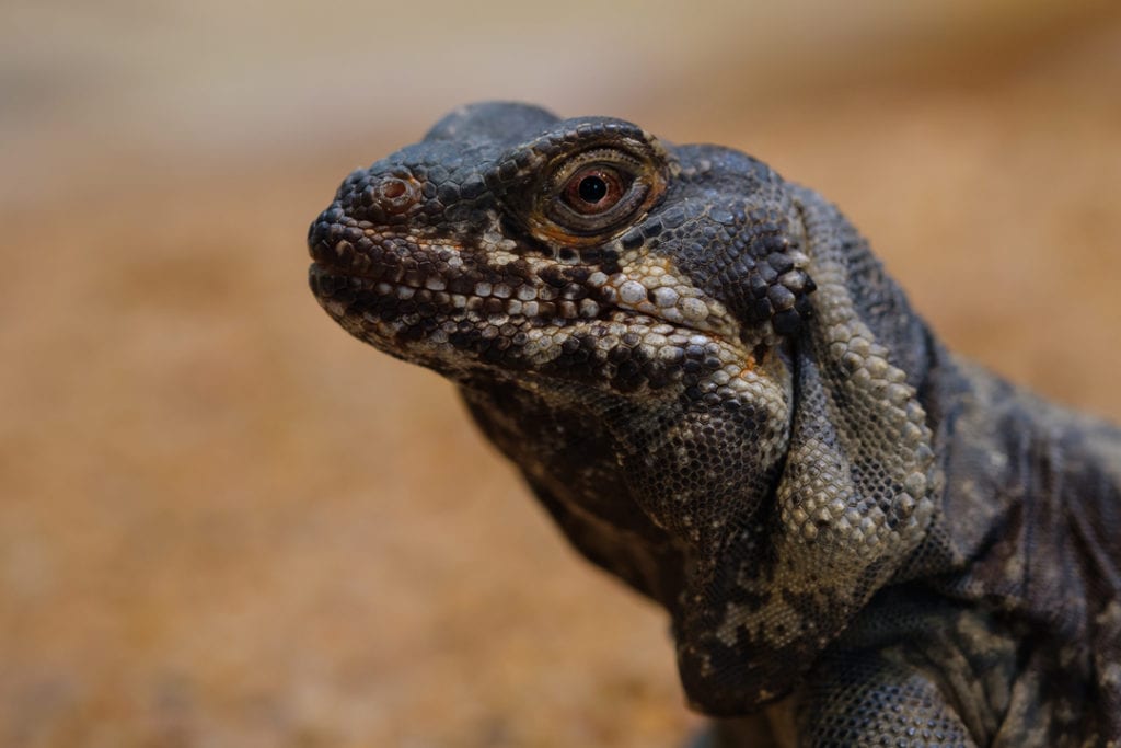 Chuckwalla Facts - CRITTERFACTS