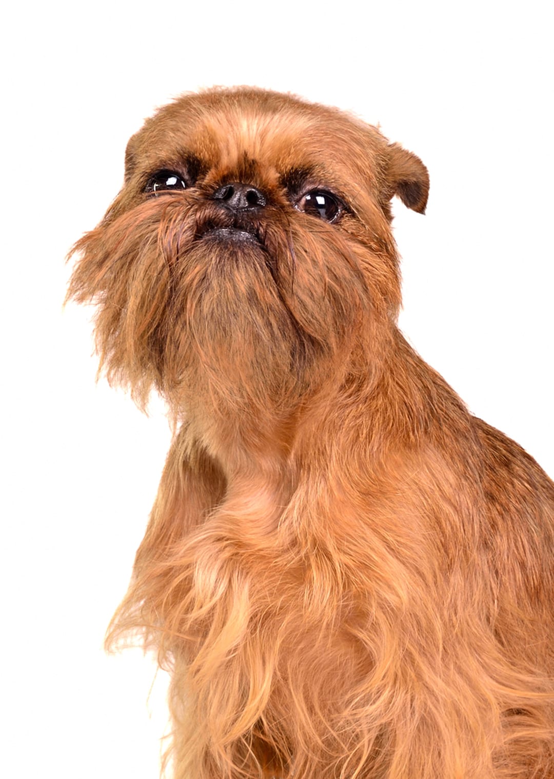 brussels griffon stuffed animal