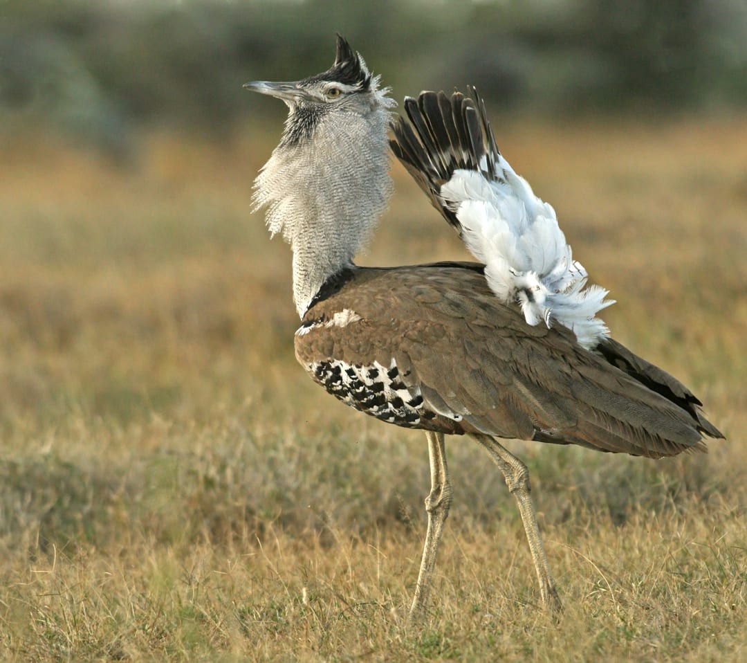 kori-bustard-critterfacts