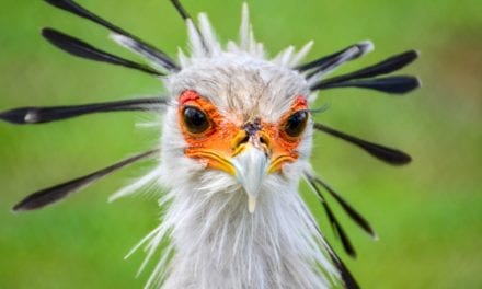 Secretary Bird