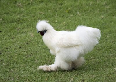 silkie chicken (American Silkie)