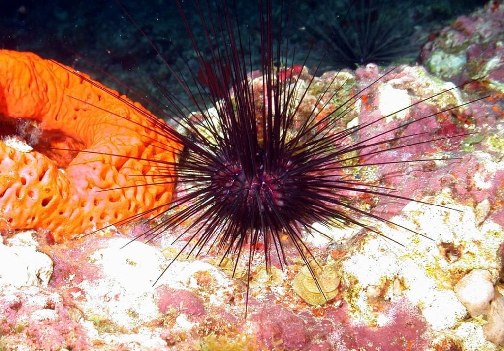 Sea Urchin Facts | CRITTERFACTS