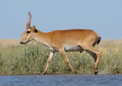 wild Saiga antelope (Saiga tatarica) near watering in steppe