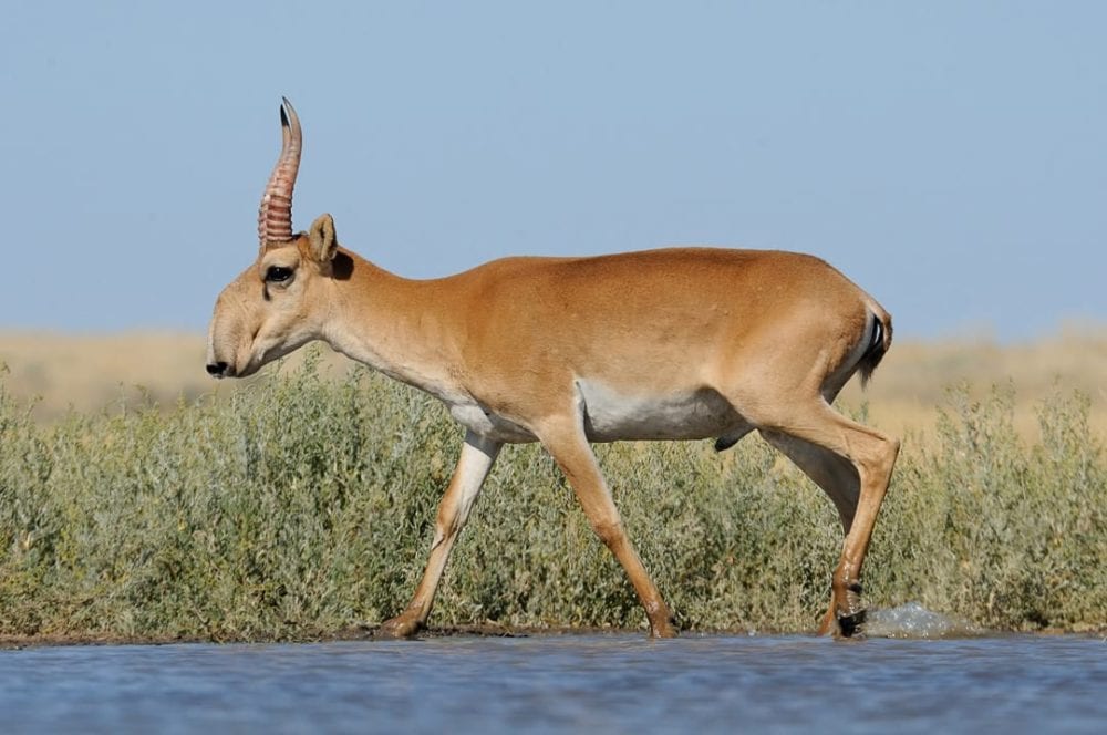 Saiga Antelope Facts CRITTERFACTS