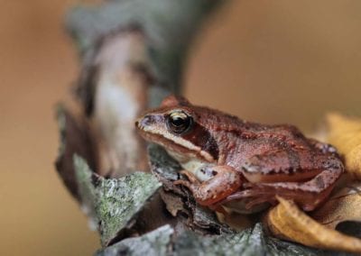 wood frog (Rana sylvatica) on leaves