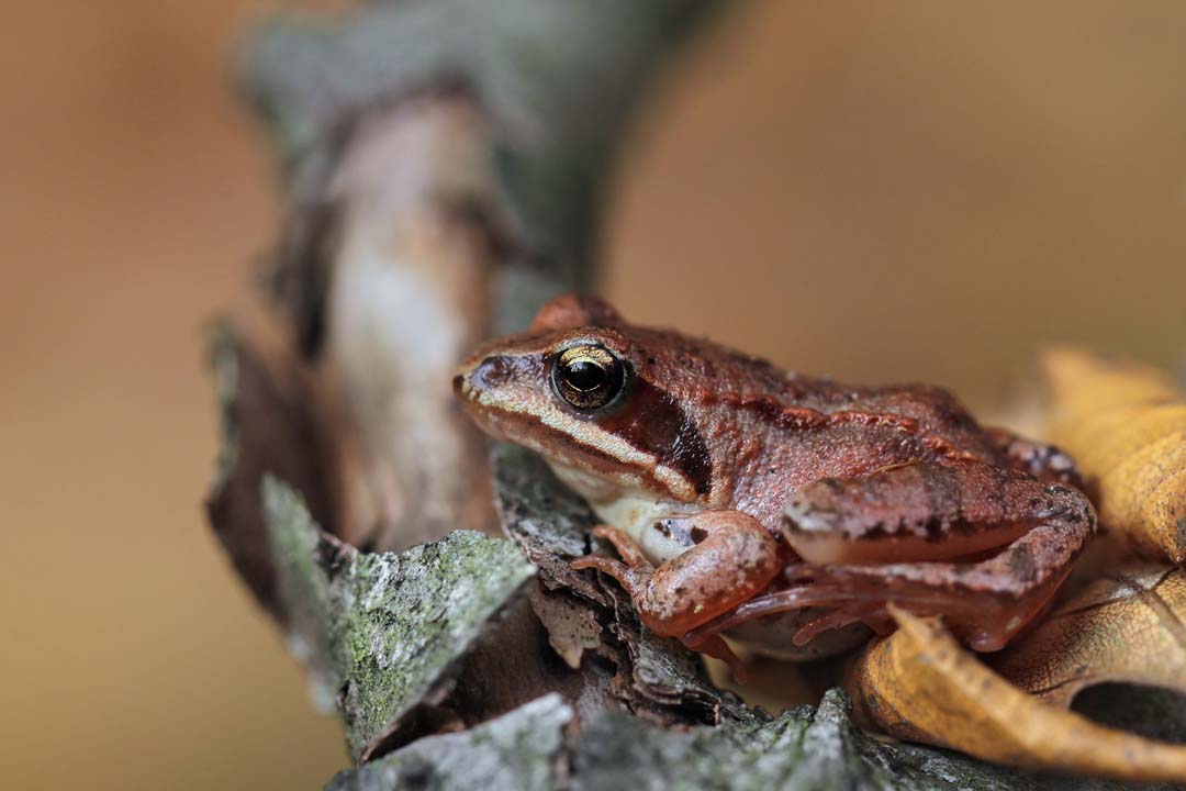 WOOD FROG FACTS | CRITTERFACTS