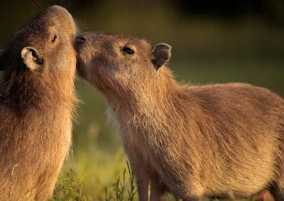 young capybaras playing