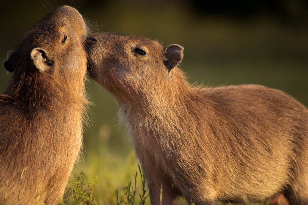 kosen capybara