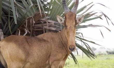 Lelwel Hartebeest