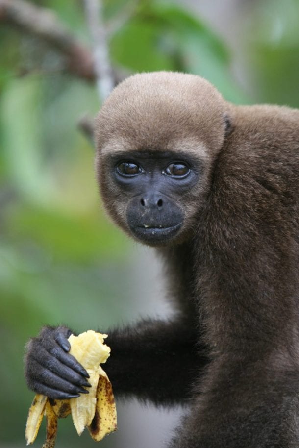 Woolly Monkey Facts - CRITTERFACTS