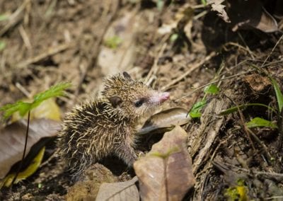 A tenrec in the forests of Mahe, Seychelles