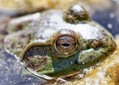 American Bullfrog Head. Santa Clara County, California