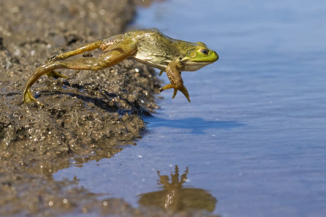 American Bullfrog Facts | CRITTERFACTS