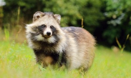 Raccoon Dog