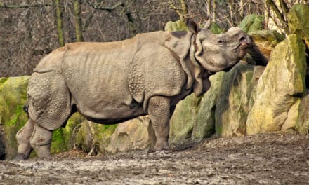 Indian Rhinoceros