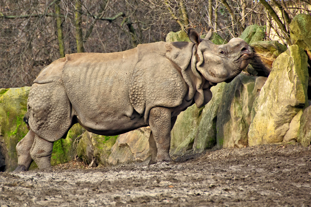 Indian Rhinoceros Facts - CRITTERFACTS