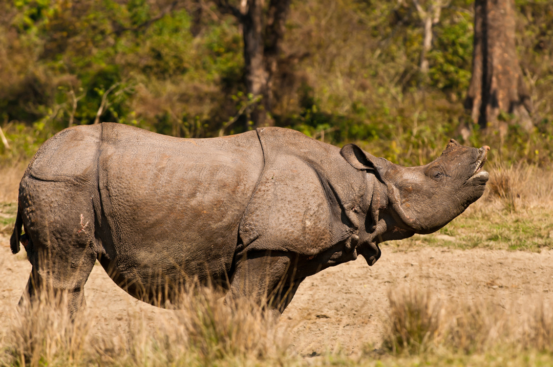 Indian Rhinoceros Facts - CRITTERFACTS