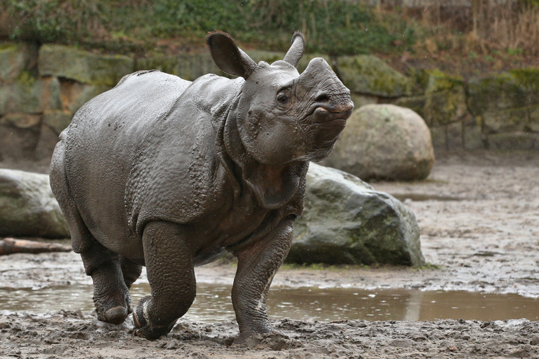 indian rhinoceros scientific name